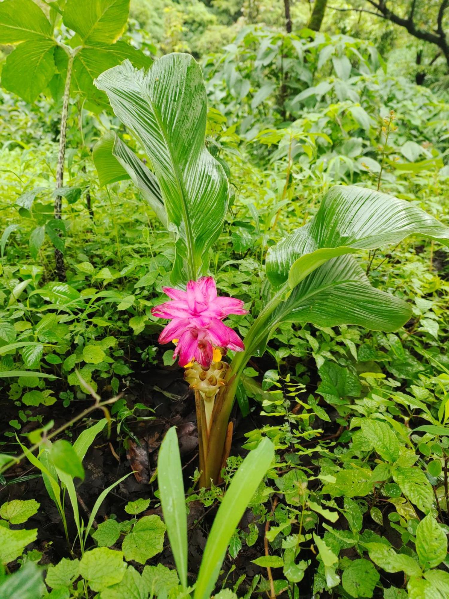 Panshet Valley Resort- Mtdc & Agro Tourism Farm stay Pune
